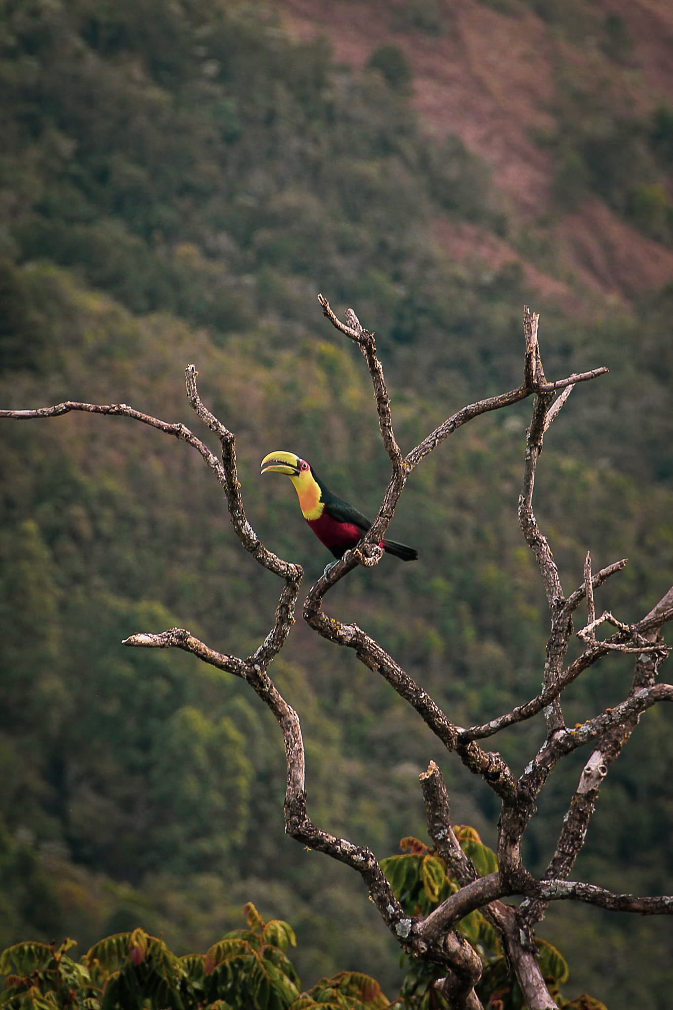 Como os drones ajudam no monitoramento ambiental e conservação da natureza